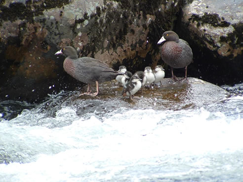 Blue Ducks and chicks on the Whakapapa River