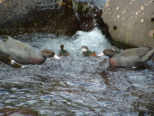 Whio and chicks