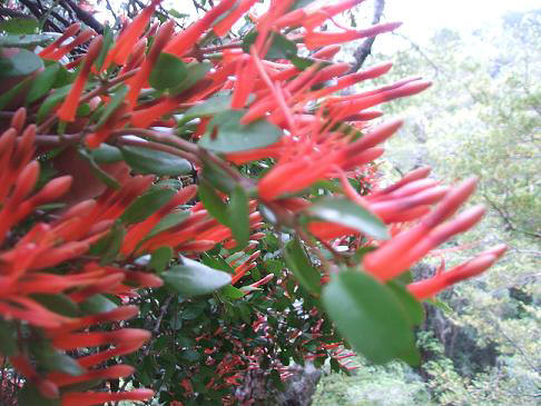 Peraxilla tetrapetula mistletoe